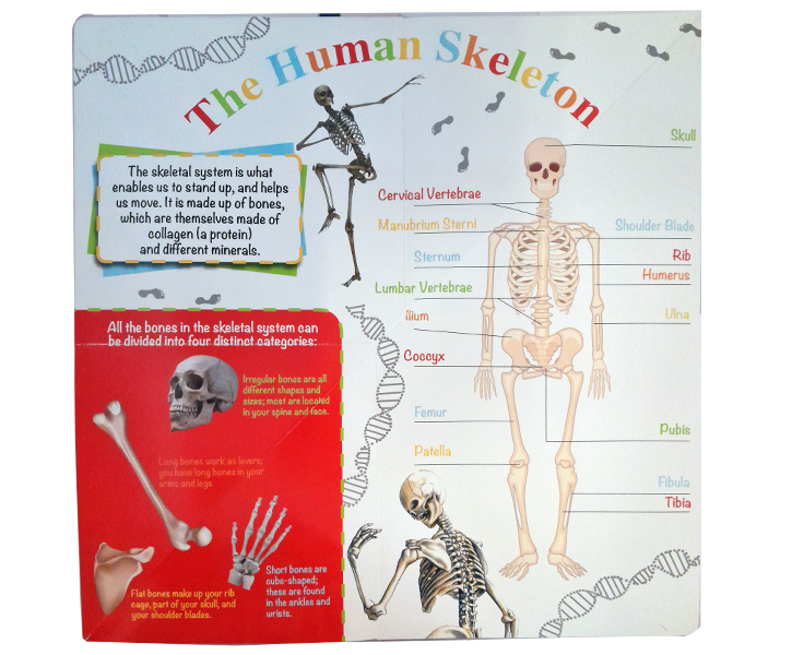 Wonders of Learning: Discover the Human Body: Foldout Reference Book image 3