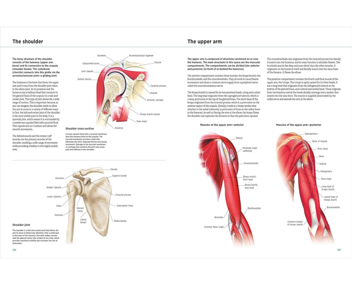 Anatomy Explorer image 3