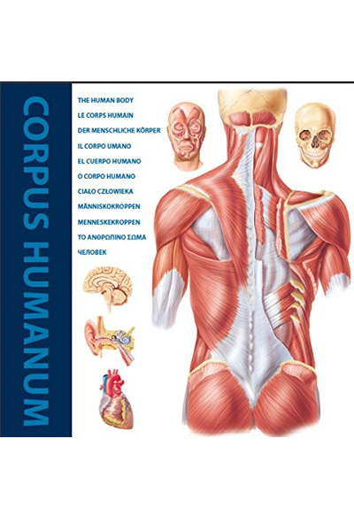 The Human Body